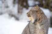Looking Lynx