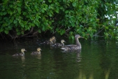 Mallard Hen and Ducklings at Lake Hood