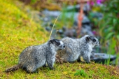 Marmot Siblings