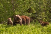 Mom and Cubs