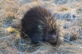 Porcupine In Morning Grass