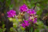 Rhododendron lapponicum