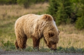 Roadside Bear Munchies