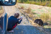 Roadside Bear Photographer