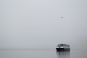 Seagull Ferry Fog and Log