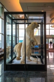 Stevens Rainbow Polar Bears on Display