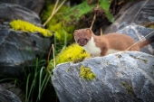 Stoat of the Rock