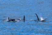 Three Orcas Swim