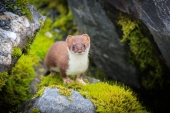 Weasel in the Mossy Rocks