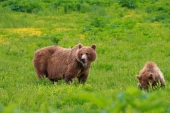 Wet Foraging Brown Bear and Cub