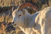 Young Dall Sheep