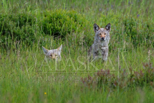 Coyotes in the Grass