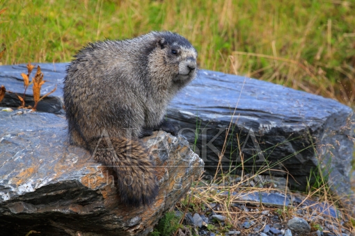 A Marmot Glance