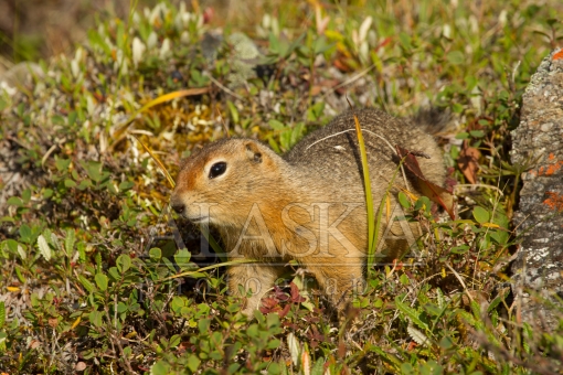 Arctic Ground Squirrel Crawl