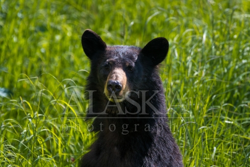 Attentive Black Bear in Tall Grass