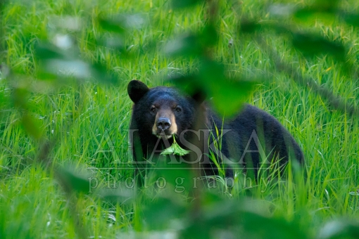 Bear Through the Bushes
