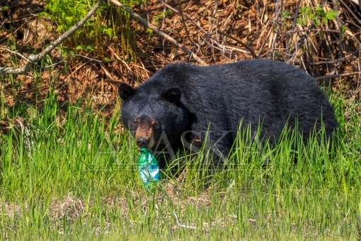 Bear With the Soda Bottle
