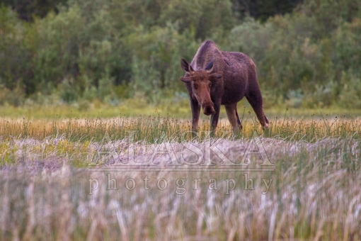 Bull Moose Grazing