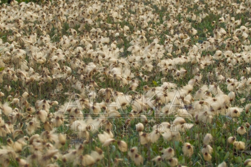 Eriophorum Cottongrass