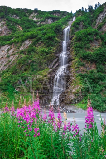 Bridal Veil and Fireweed