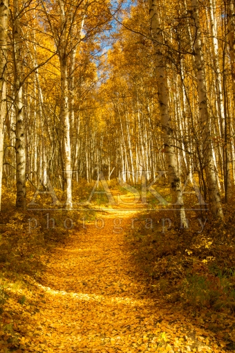 Follow the Yellow Leaf Trail