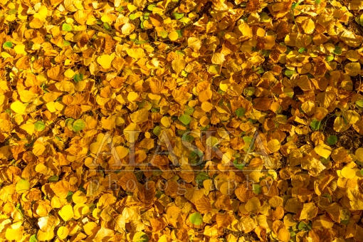Forest Floor in Fall