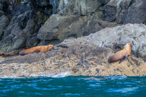 Glacier Island Lazy Sea Lions