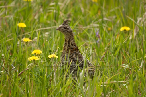 Grouse in Grass