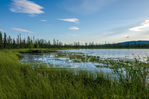 Interior Alaska Pond