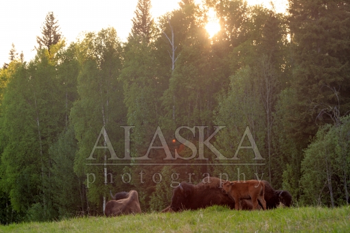 Liard River Bison at Rest