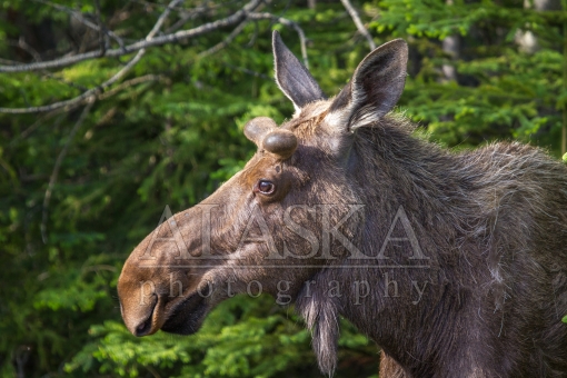 Moose Side Profile