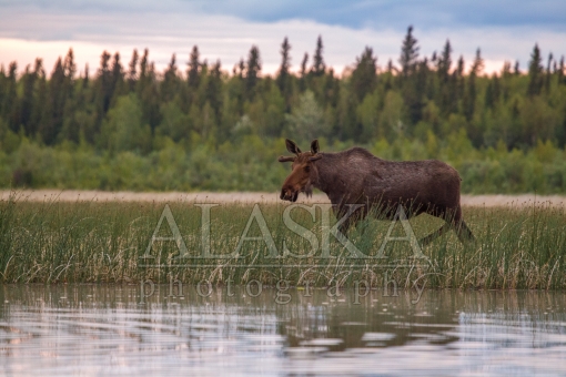 Moose Walking