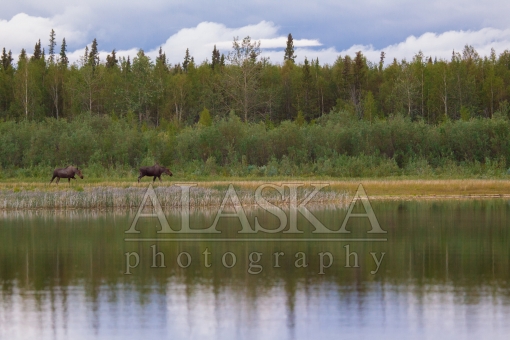 Moose by the Lake
