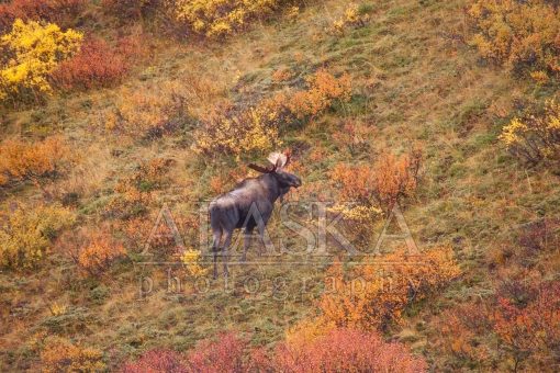 Moose on a Hill