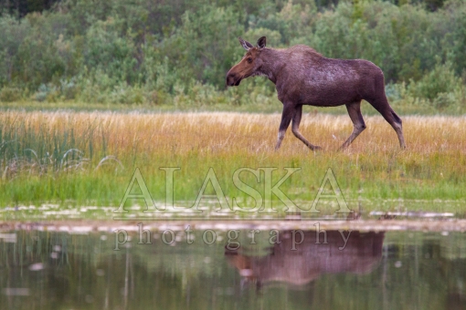 Moose on the Shore