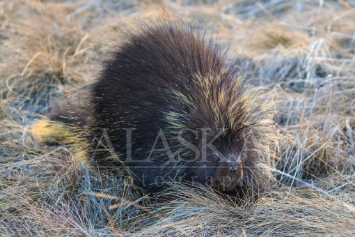 Porcupine In Morning Grass
