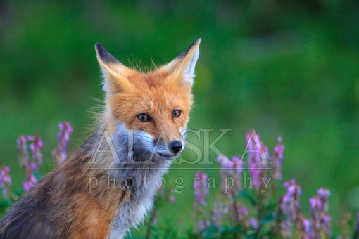 Red Fox Among Vetch