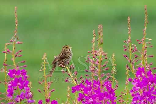 Savannah Sparrow Singing in the Rain