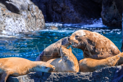 Sea Lion Love Triangle