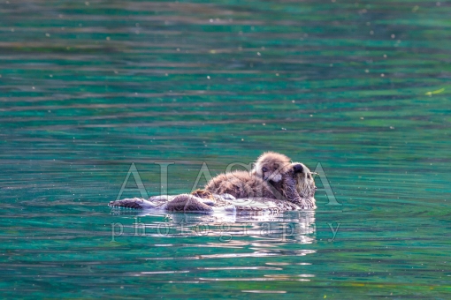 Sea Otter and Her Pup