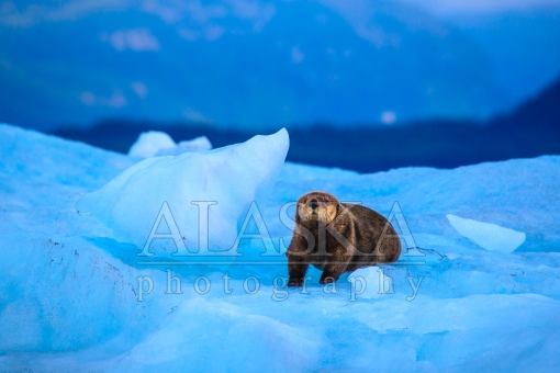 Sea Otter on an Iceberg