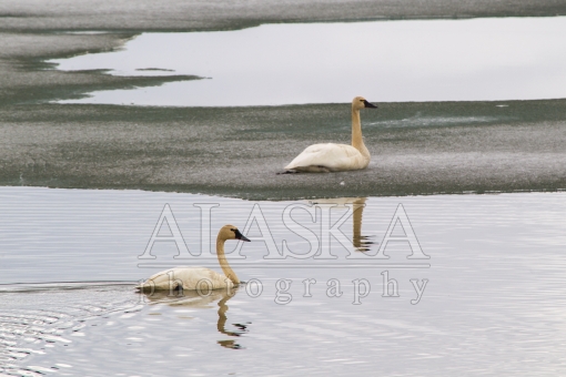Tundra Swans on Summit Lake