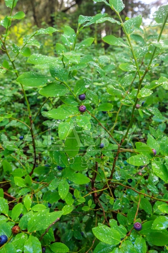 Wet Wild Blueberries