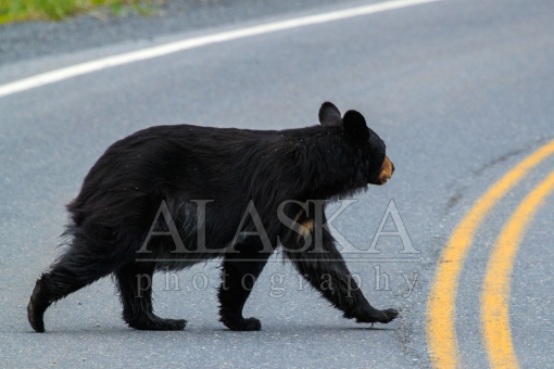 Why Did the Bear Cross the Road