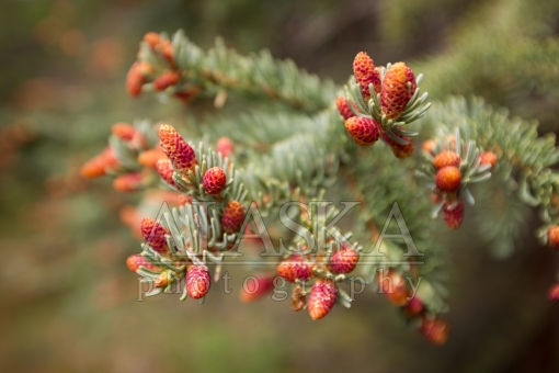 Young Spruce Cones
